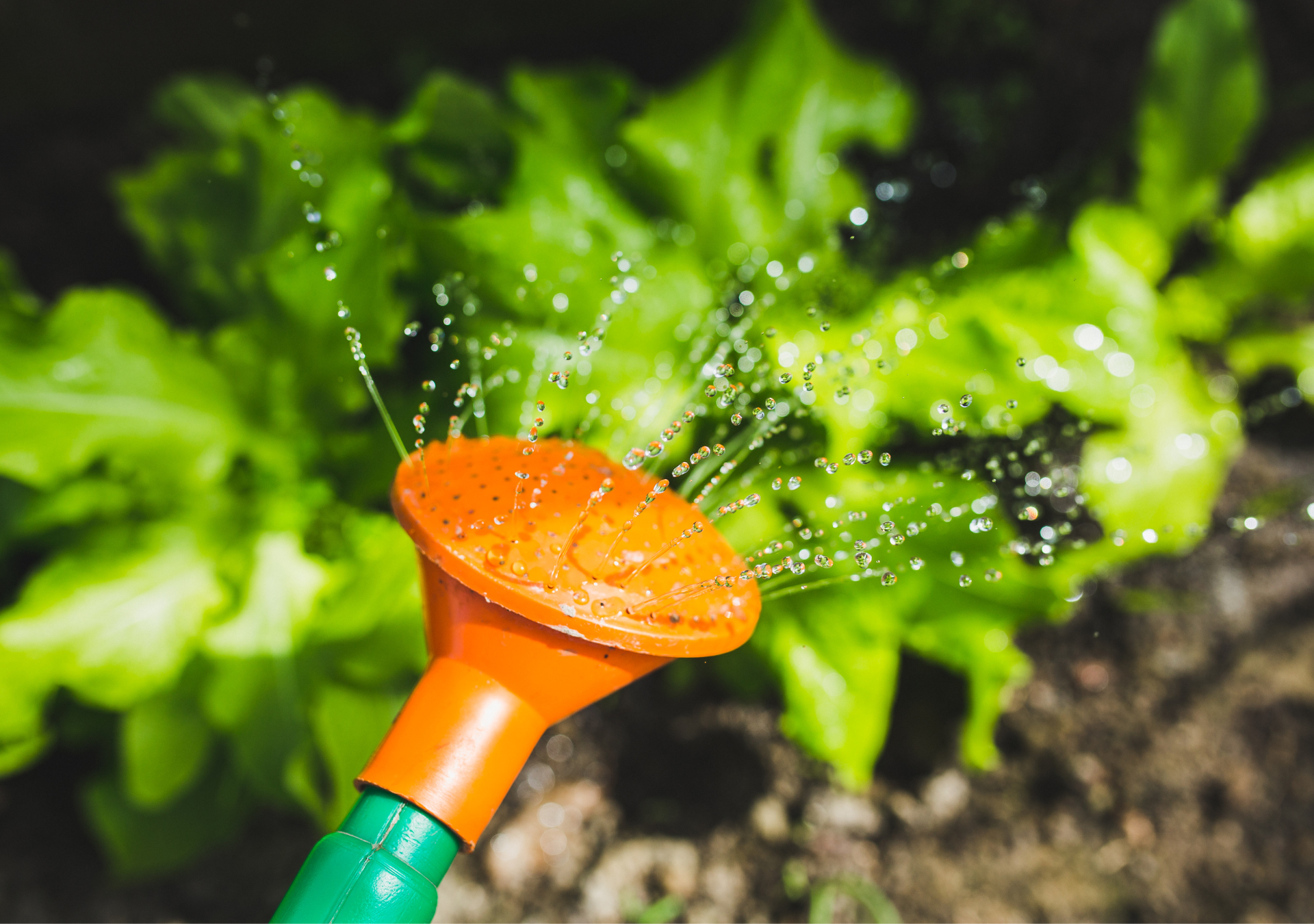 The Benefits of Gardening