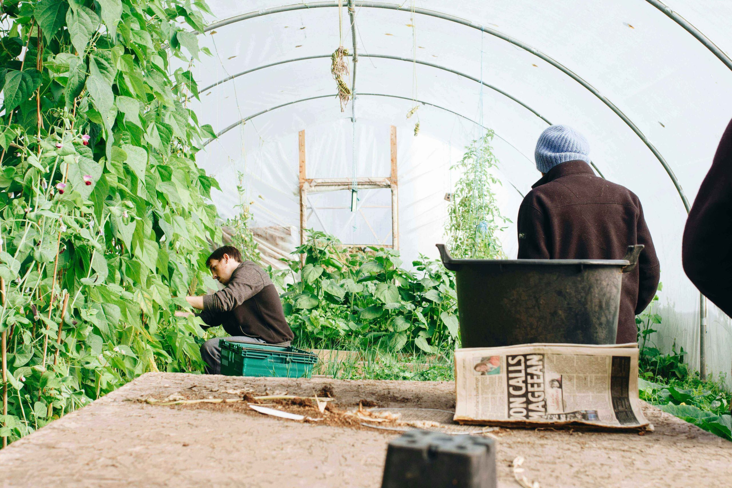 Germs Spread by a Gardener